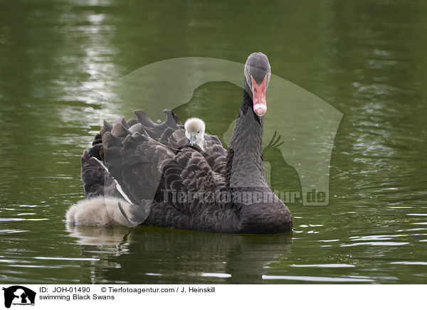 schwimmende Trauerschwne / swimming Black Swans / JOH-01490