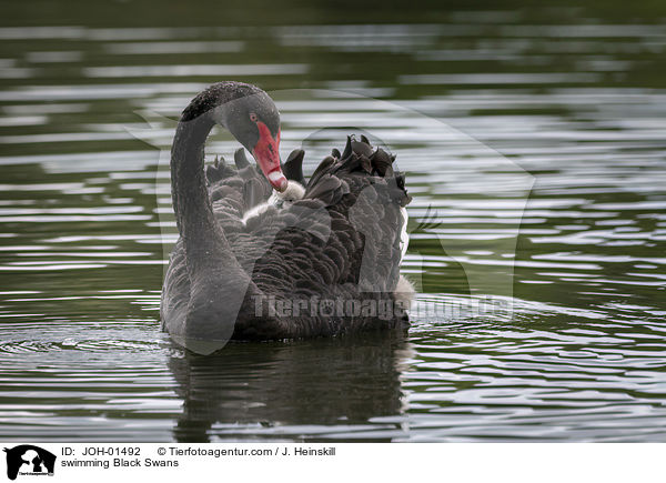 schwimmende Trauerschwne / swimming Black Swans / JOH-01492