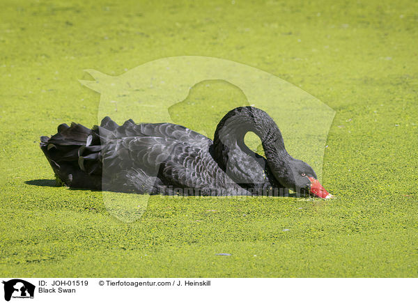 Trauerschwan / Black Swan / JOH-01519