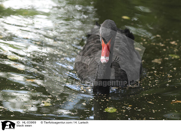 black swan / HL-03969
