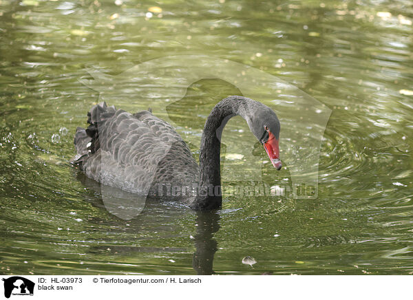 Trauerschwan / black swan / HL-03973
