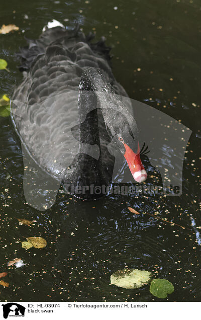 Trauerschwan / black swan / HL-03974