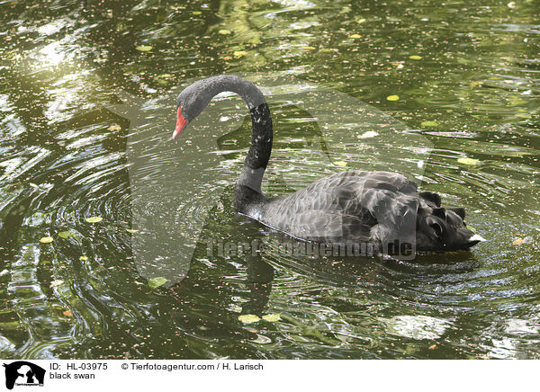 Trauerschwan / black swan / HL-03975