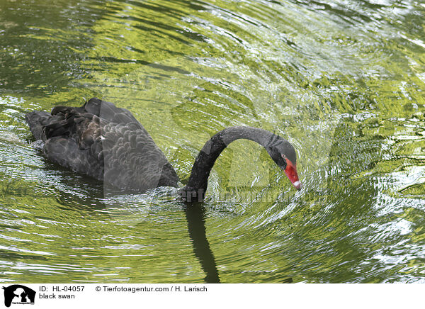 Trauerschwan / black swan / HL-04057