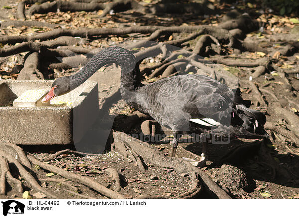 Trauerschwan / black swan / HL-04492
