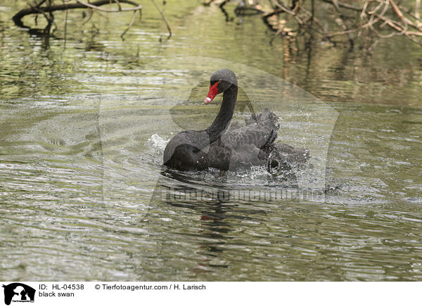 Trauerschwan / black swan / HL-04538