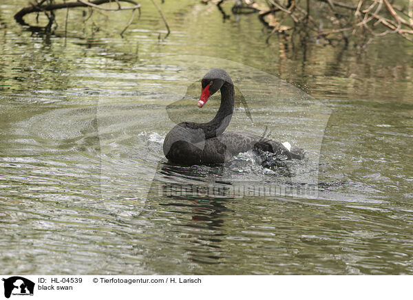 Trauerschwan / black swan / HL-04539