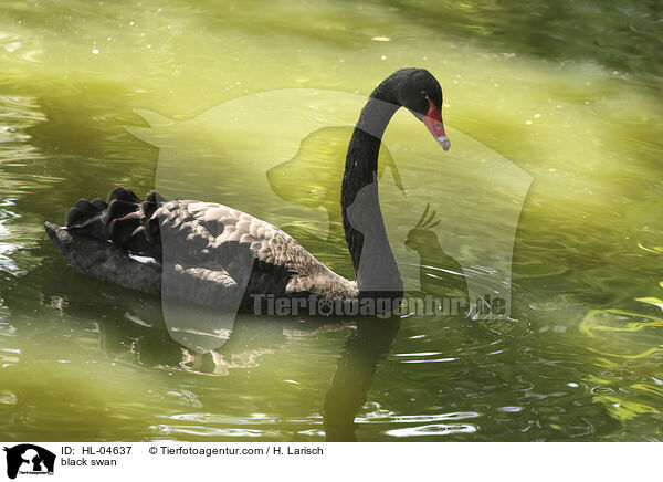 Trauerschwan / black swan / HL-04637