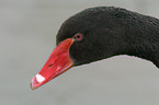 black swan
