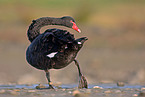 black swan