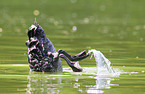 black swan