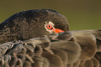 black swan