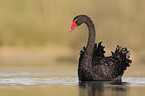 black swan