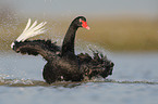 black swan