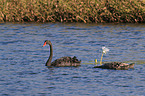 swimming Black Swans