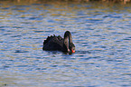 swimming Black Swan