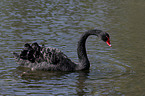 swimming Black Swan