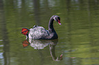 swimming Black Swan