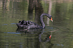 swimming Black Swan