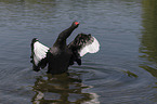 Black Swan