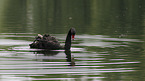 swimming Black Swan