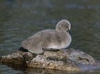 young Black Swan