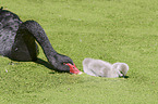 swimming Black Swans