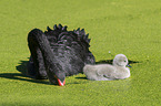 swimming Black Swans