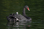 swimming Black Swans
