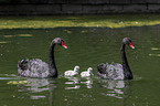 swimming Black Swans