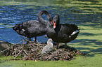 Black Swans