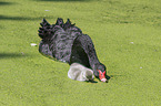 swimming Black Swans