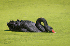 Black Swan