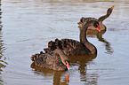 black swans