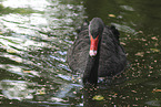 black swan