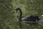 black swan