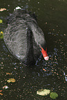 black swan