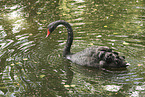 black swan