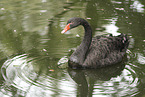 black swan