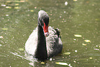 black swan
