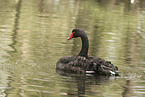 black swan