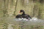 black swan