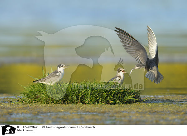 black terns / DV-02942