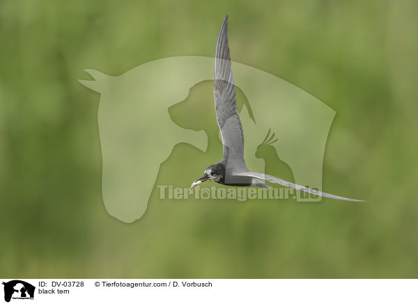black tern / DV-03728