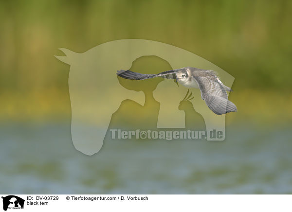 Trauerseeschwalbe / black tern / DV-03729