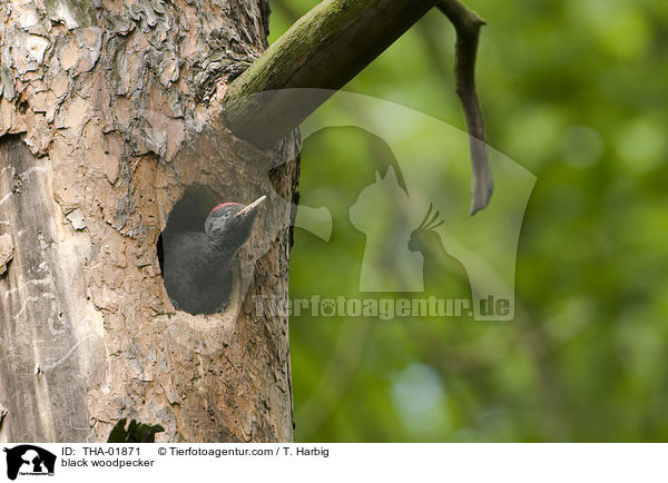 Schwarzspecht / black woodpecker / THA-01871
