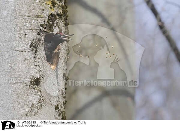 Schwarzspecht / black woodpecker / AT-02485