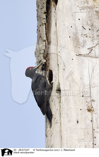 Schwarzspecht / black woodpecker / JR-07347