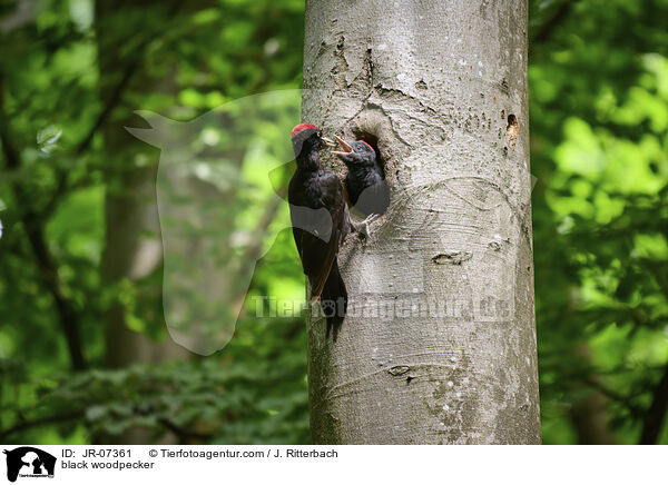 Schwarzspecht / black woodpecker / JR-07361
