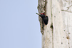 black woodpecker